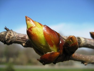 Flores de Bach: Chestnut Bud (Brote de castaño) | El blog de Dietética Casa Pià