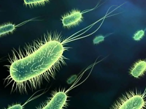 bacteria-grumos