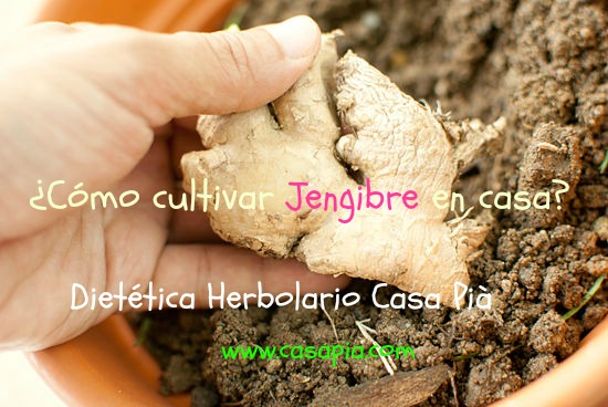 como-cultivar-jengibre-en-casa-o-en-tu-jardin-04 (1)