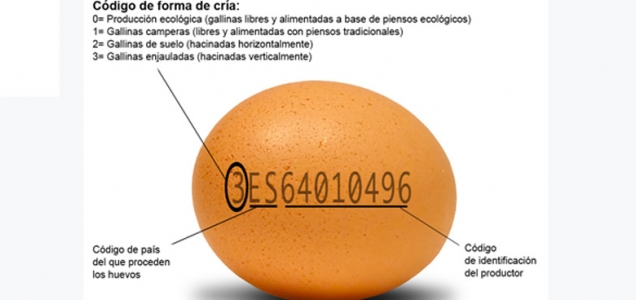 huevos-ecologicos-4203